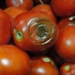 Ученые из США решают задачу получения энергии из тухлых помидоров