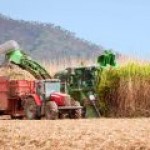 Бразильский сахарный тростник может спасти климат нашей планеты