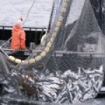 В России из-за роста цен на топливо серьезно подорожает рыба
