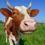 Водоросли спасут Калифорнию от “коровьего” метана?