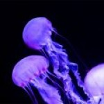 Медузы могут дать всему миру дешевое освещение