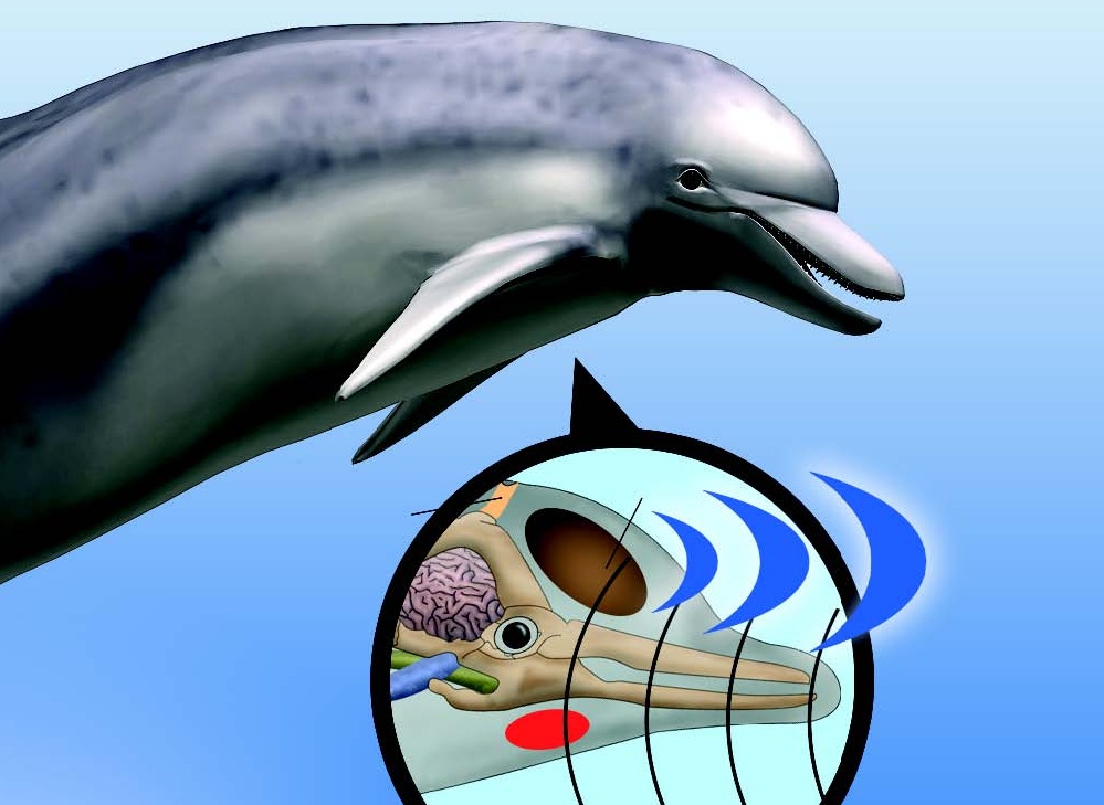 Дельфин издает звуки. Дельфины эхолокация. Сонар у дельфинов. Ультразвук дельфинов. Эхолокация китообразных.