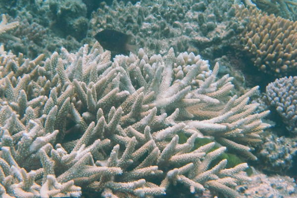 Korally
